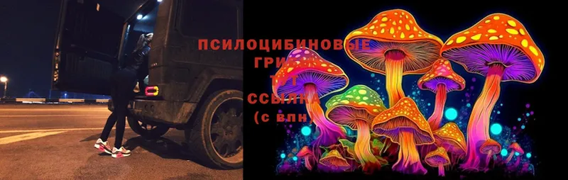 купить наркотик  Белореченск  Галлюциногенные грибы Psilocybine cubensis 